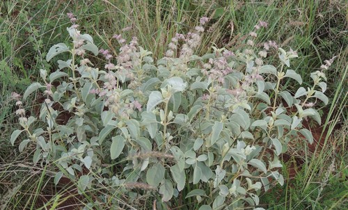 Ocimum cufodontii