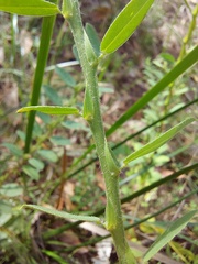 Bossiaea stephensonii