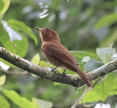 Rhytipterna holerythra