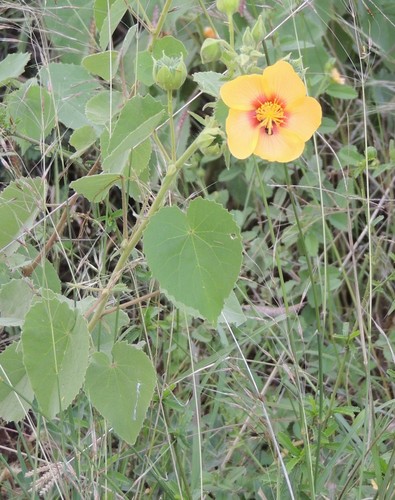 Florida Keys Indian mallow