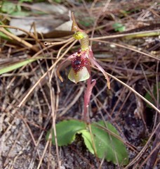 Chiloglottis seminuda