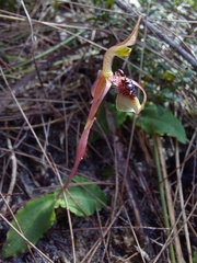 Chiloglottis seminuda