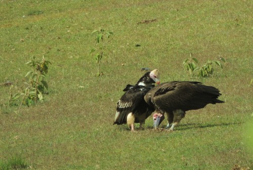 Lappet-faced Vulture