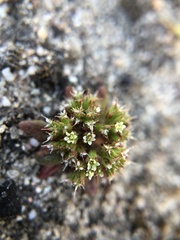 Chorizanthe diffusa