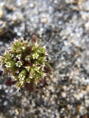 Chorizanthe diffusa