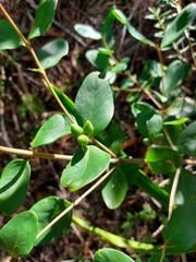 Persoonia laurina