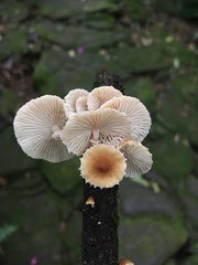 Basidiomycota