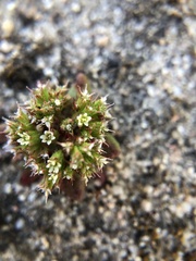 Chorizanthe diffusa