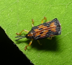 Uroplata sublimbata