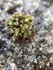 Chorizanthe diffusa