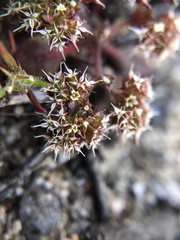 Chorizanthe diffusa