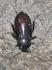 Nyctibora