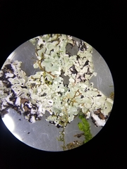 Menegazzia subsimilis