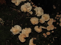 Marasmiellus alliiodorus