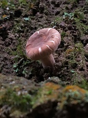 Russulaceae