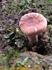 Russulaceae