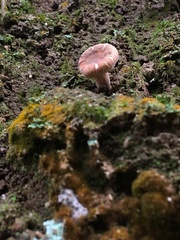 Russulaceae