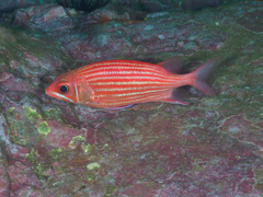 Sargocentron ittodai