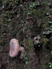 Russulaceae