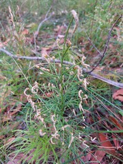 Lycopodium deuterodensum