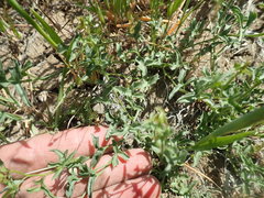 Calystegia peirsonii