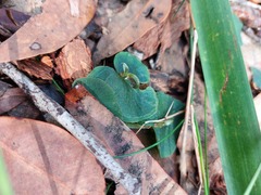 Corybas aconitiflorus