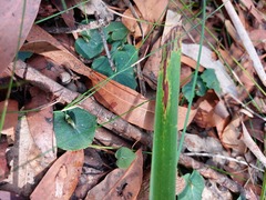 Corybas aconitiflorus