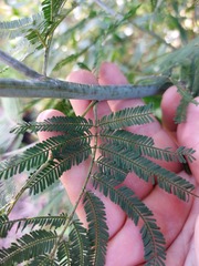 Acacia parvipinnula