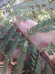 Acacia parvipinnula