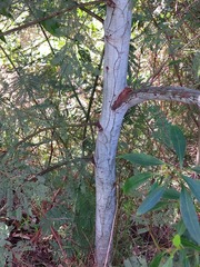 Acacia parvipinnula