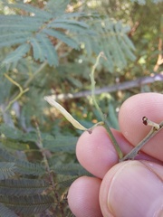 Acacia parvipinnula