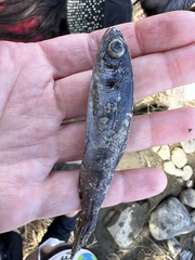 Oncorhynchus kisutch