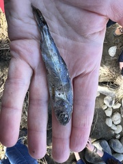 Oncorhynchus kisutch