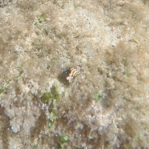 Conus nux