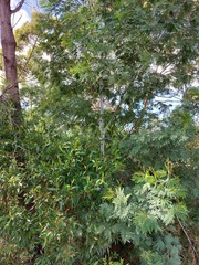 Acacia parvipinnula
