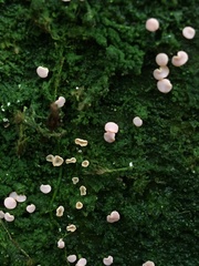 Fungi