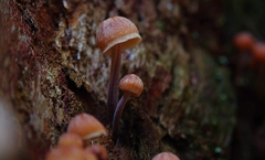 Mycena cystidiosa