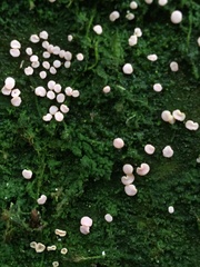 Fungi