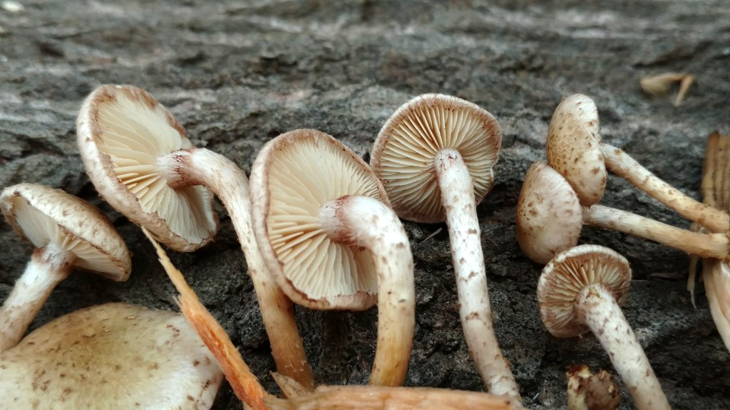 Pholiota melliodora