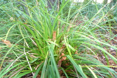 Carex cockayneana