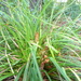 Carex cockayneana - Photo (c) Colin Meurk, algunos derechos reservados (CC BY-SA), subido por Colin Meurk