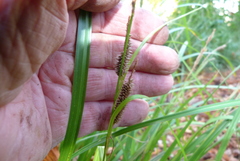 Carex cockayneana
