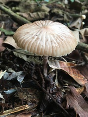 Basidiomycota