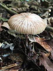 Basidiomycota