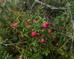 Gaultheria poeppigii