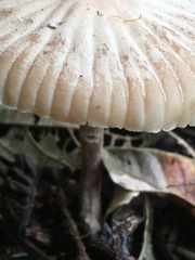 Basidiomycota
