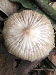 Basidiomycota