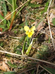 Viola lutea calaminaria