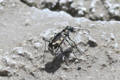 Cicindela willistoni