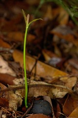 Calophyllum caledonicum
